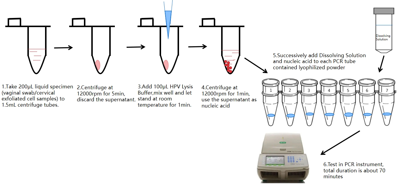 HPV PCR testovací proces 