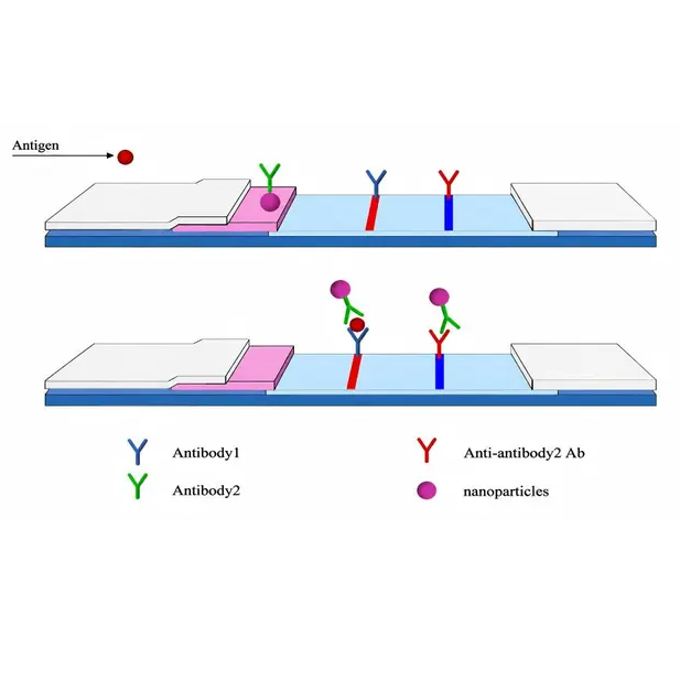 Rozpoznávání biomarkerů hCG
